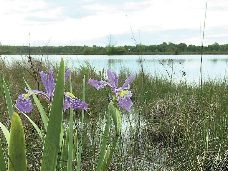 Endangered, native plants and critters flourish on Grass Lake marl flat